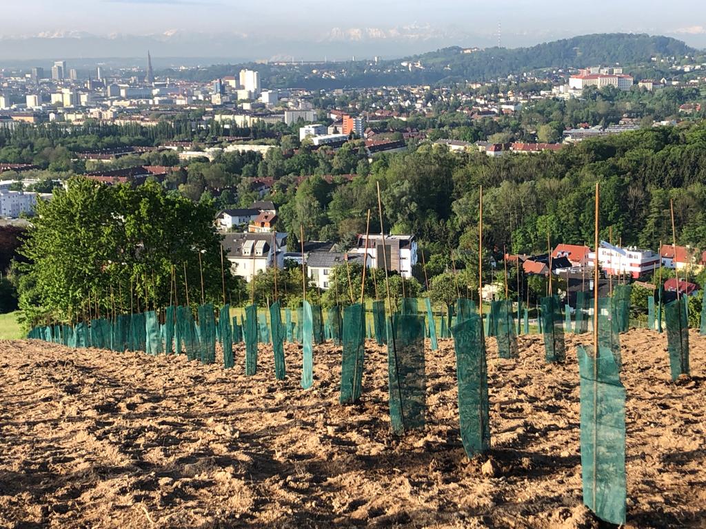 Weinetikette “Der Linzer” – Ansicht 3